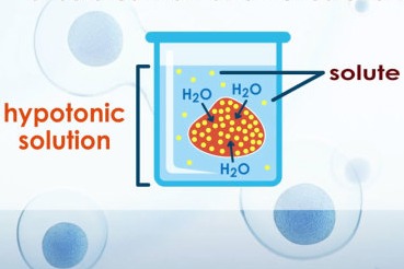 Hypotonic solution